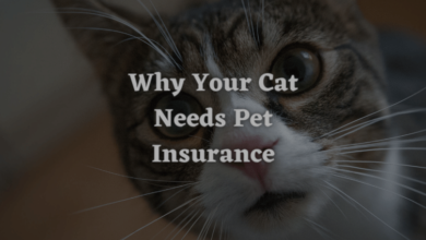 Why Your Cat Needs Pet Insurance
